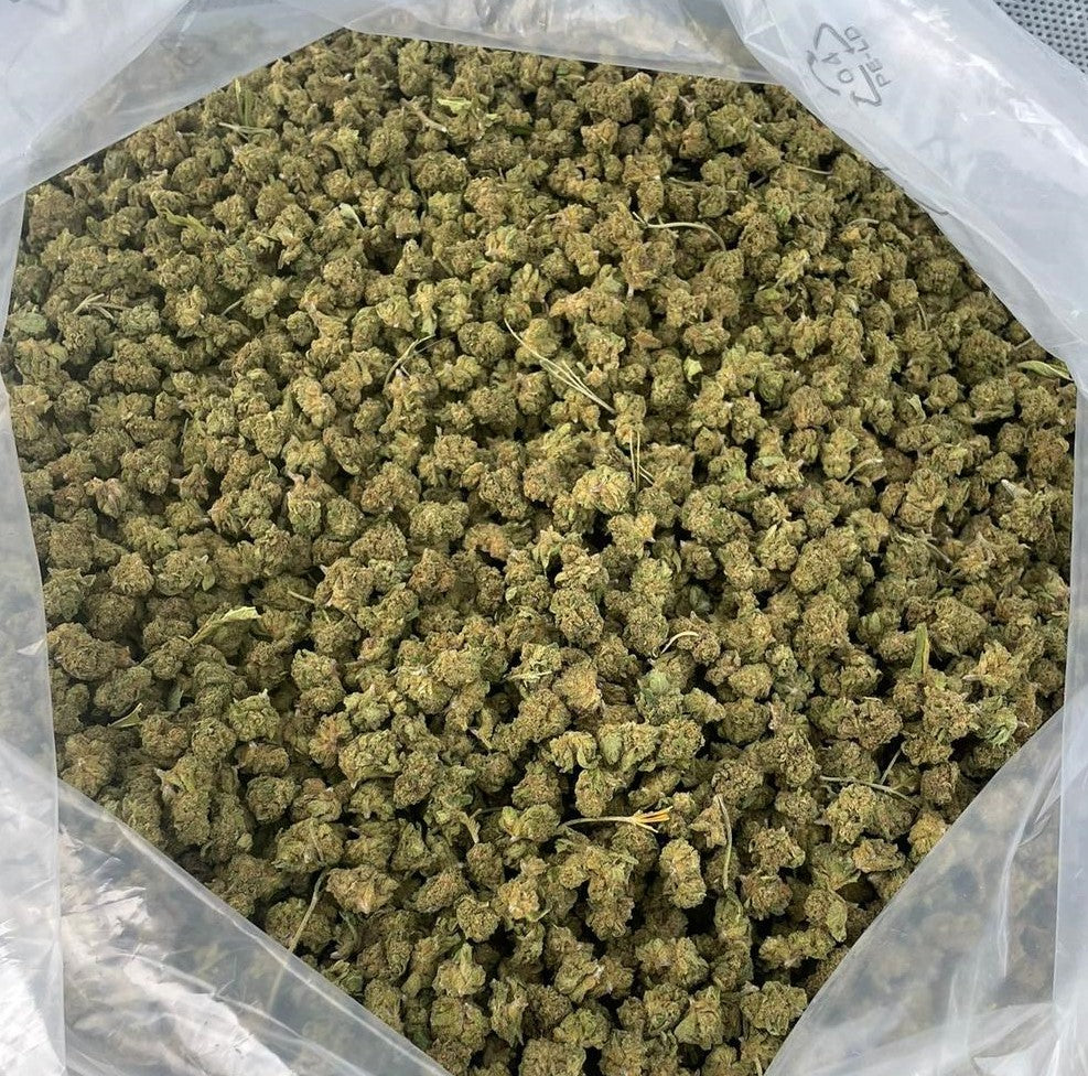 OFFERTISSIMA!! 100 GR- MINI BUD